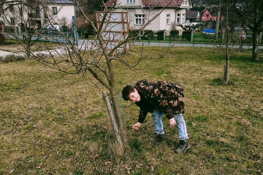 Jarní řez ovocných stromů 1